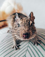 Rat