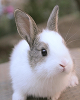 Rabbit