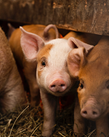 Porcine