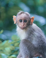 Monkey