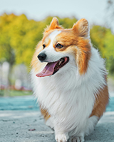 Canine