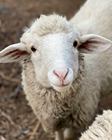 Sheep