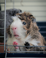 Guinea pig