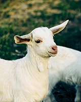 Goat