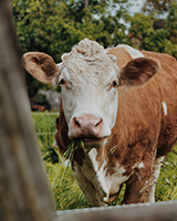 Bovine