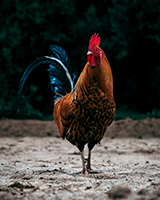 Chicken