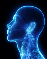 Human