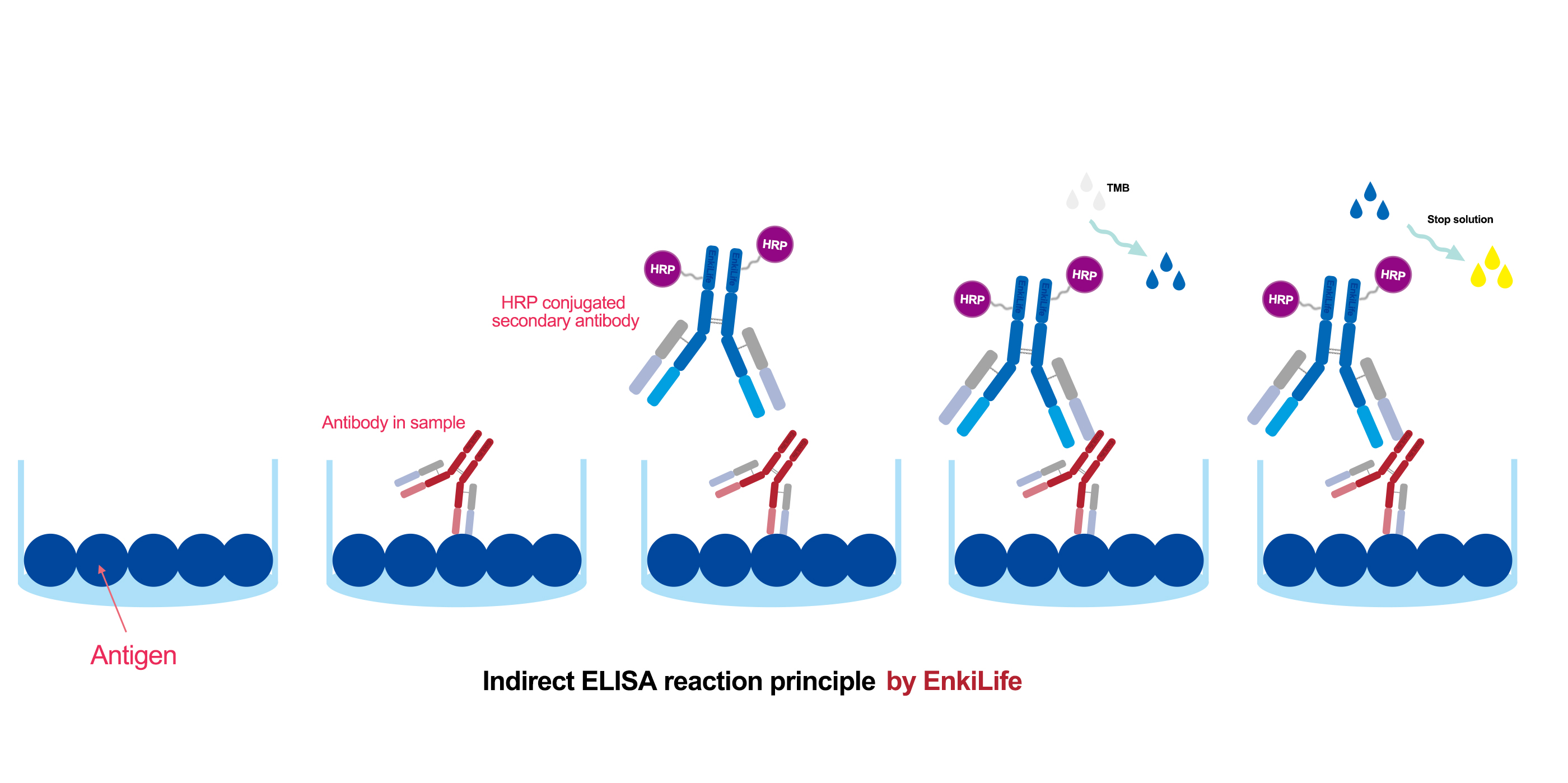 Common Questions About ELISA