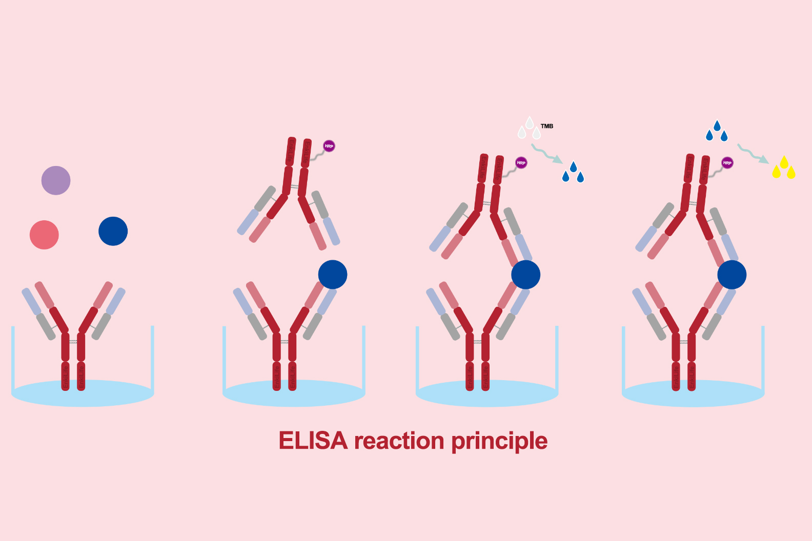 ELISA Experimental Optimization Guide
