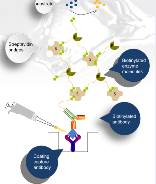 ELISA Standard Reconstitution and Dilution