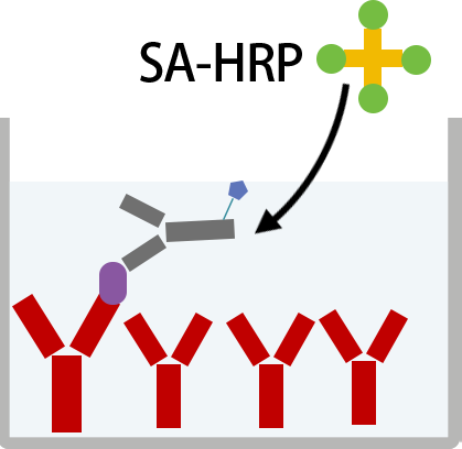 ELISA Experimental Design Steps and Precautions