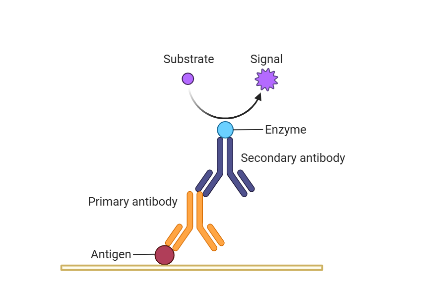 Factors Affecting ELISA Immune Complex Assembly