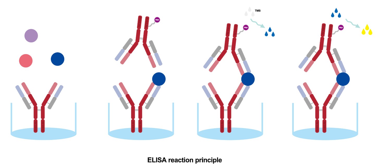 Key Differences and Application Differentiation of Various ELISA Protocols