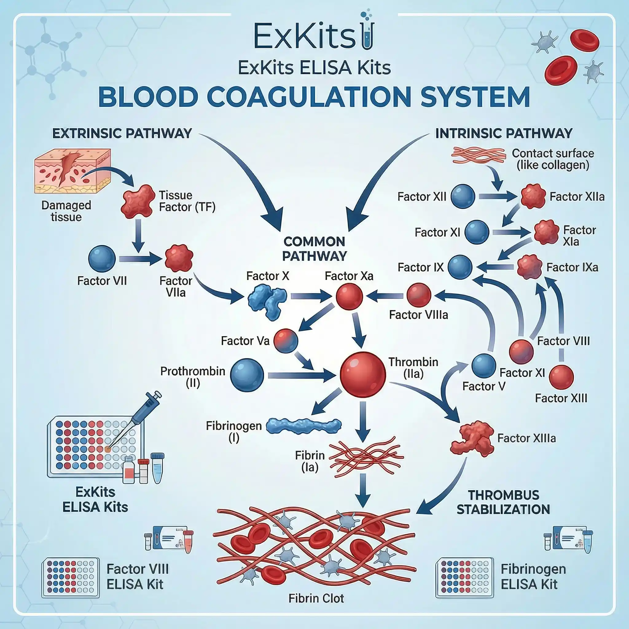 Blood Coagulation System & ExKits ELISA Kits