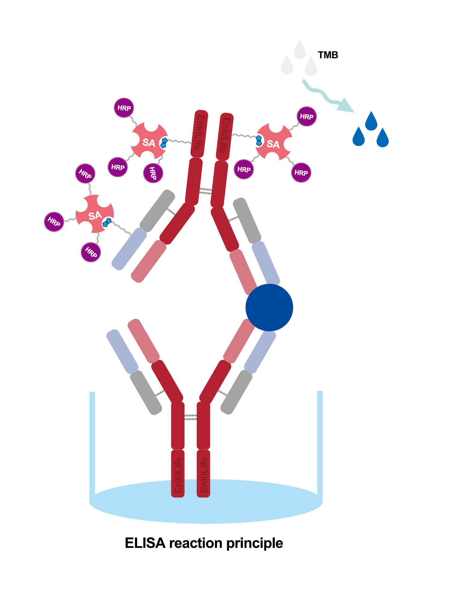 How to Solve Common Troubles in ELISA Experiments