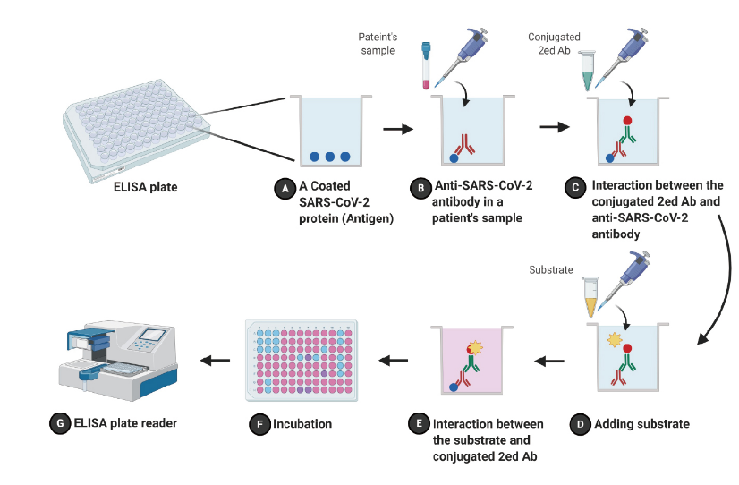 Standardized Protocol for ELISA Assay