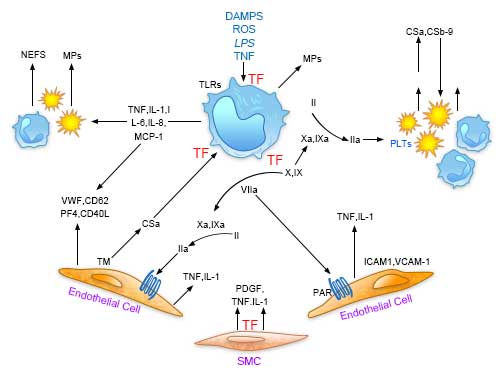 Central role of tissue factor (TF) in the interplay between coagulation and inflammation