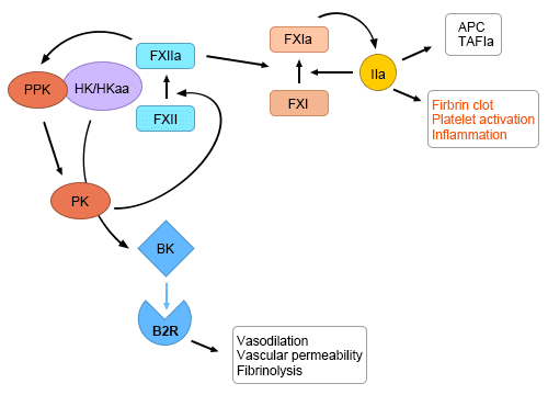 Factor XII activation at the nexus of coagulation and inflammation