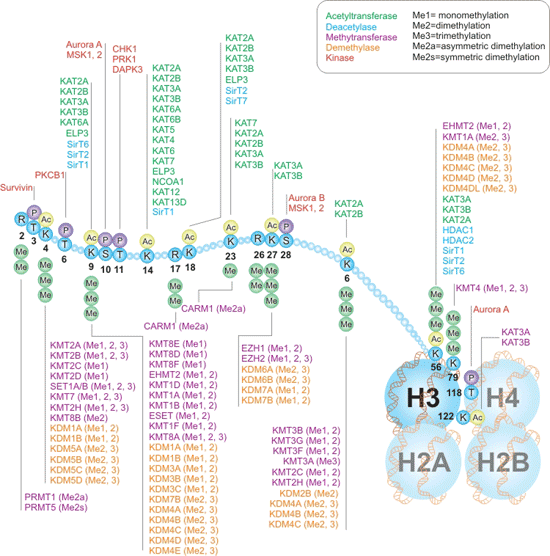 组蛋白H3交互通路的写作者与擦除者
