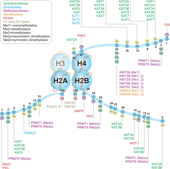 组蛋白H2A、H2B和H4交互通路的TWriter与Eraters（双擦子）和H4交互通路