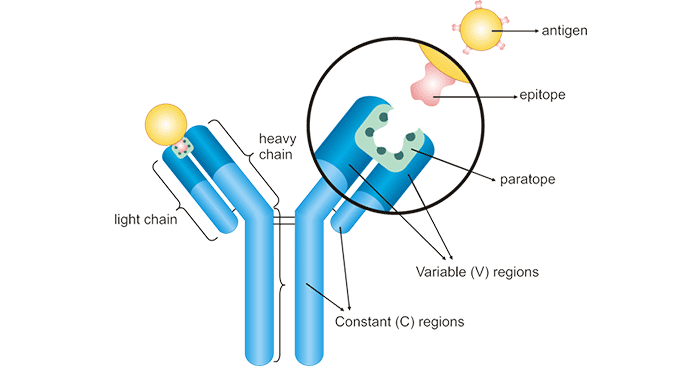 Antibody Cross-reactivity: A Double-edged Sword in Immunology