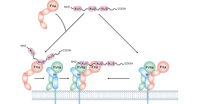 The mechanism of TFPI inhibits TF coagulation