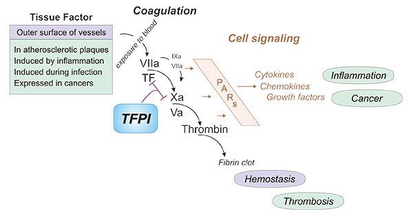 The mechanism of TFPI inhibits TF coagulation