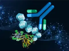 His Tag: Principles, Applications and Common Purification Issues