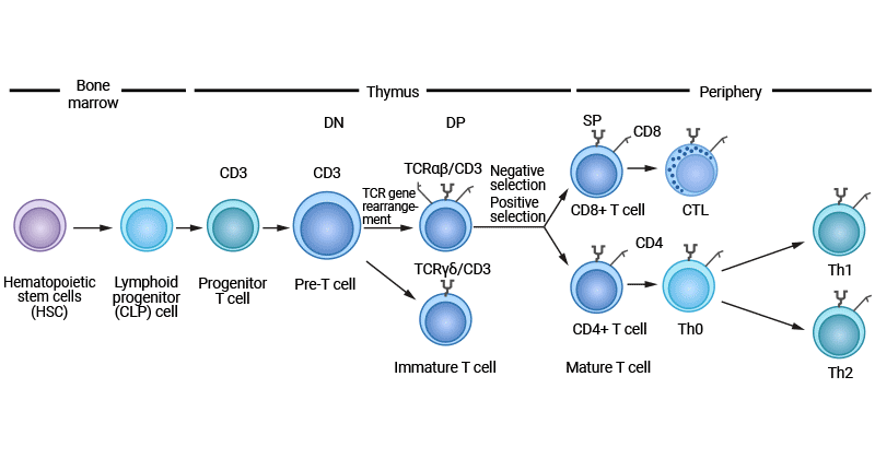 T cell development