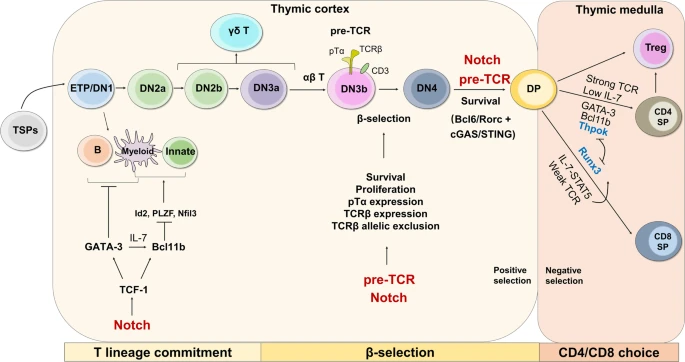 Molecular Mechanisms Governing T Lymphocyte Lineage Commitment