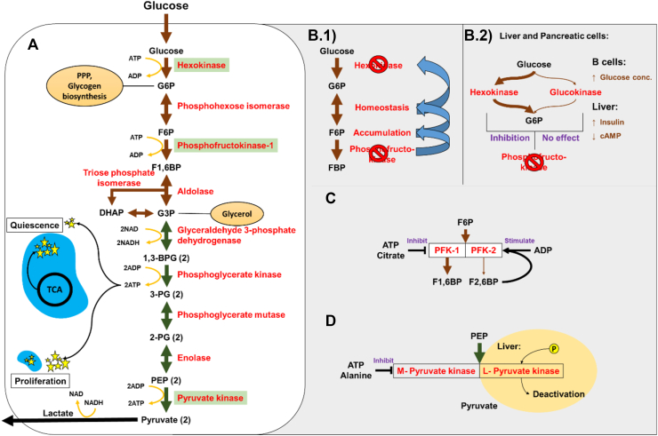 Core Glycolytic Pathway and Its Biological Regulatory Mechanisms