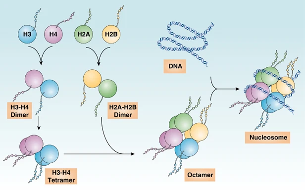 Understanding Histones: Key Molecules in Chromatin Epigenetics
