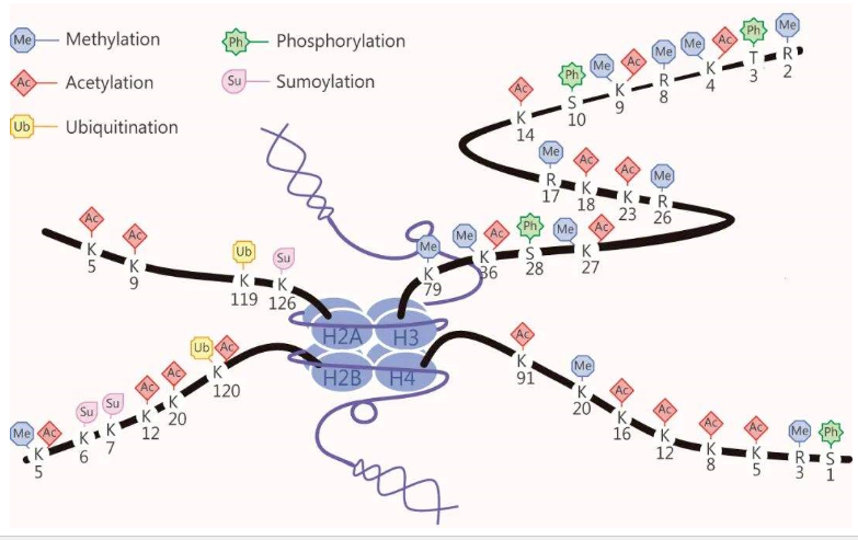Histone Ubiquitylation Regulatory Network