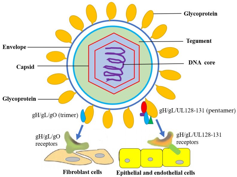 Human Cytomegalovirus (CMV) Biological Profile