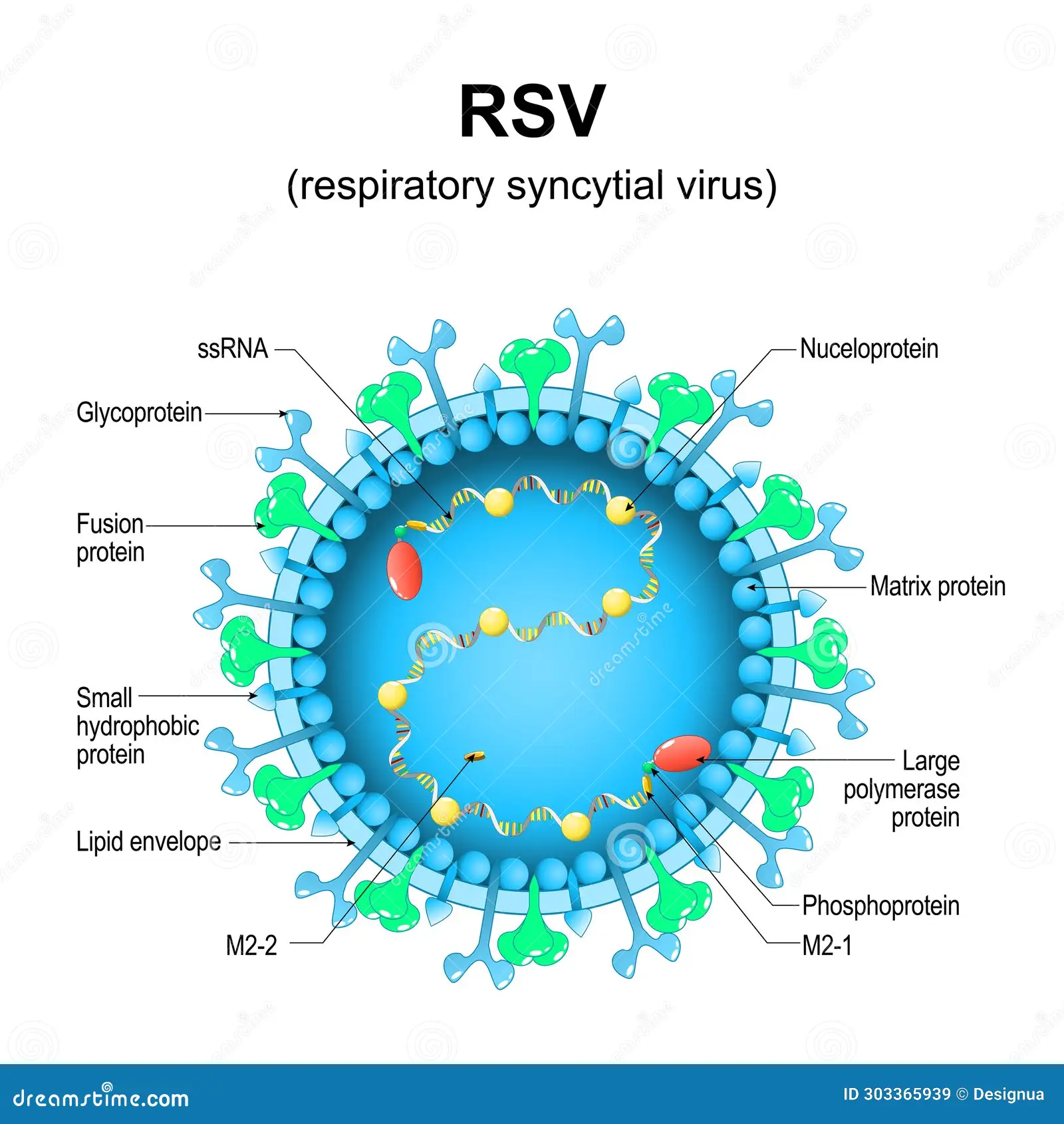 Virus Profile: Respiratory Syncytial Virus