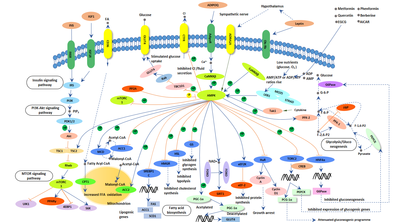 AMPK Signaling: A Promising Target for Metabolic Disorders and Cancers