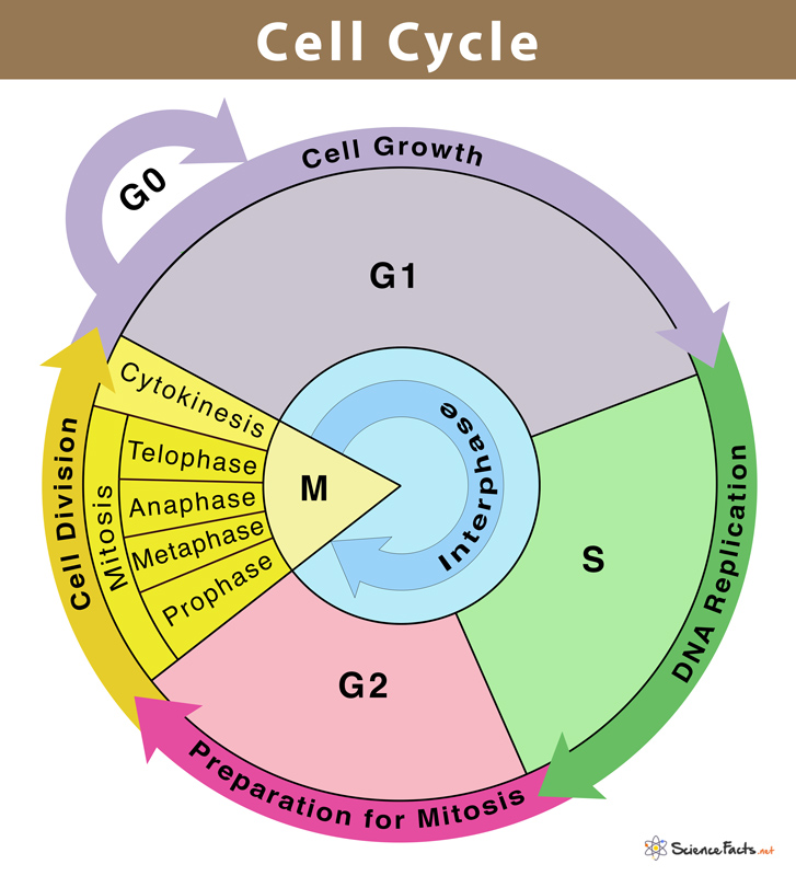 Cell Cycle Regulation Network
