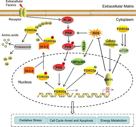 FoxO Signaling Pathway