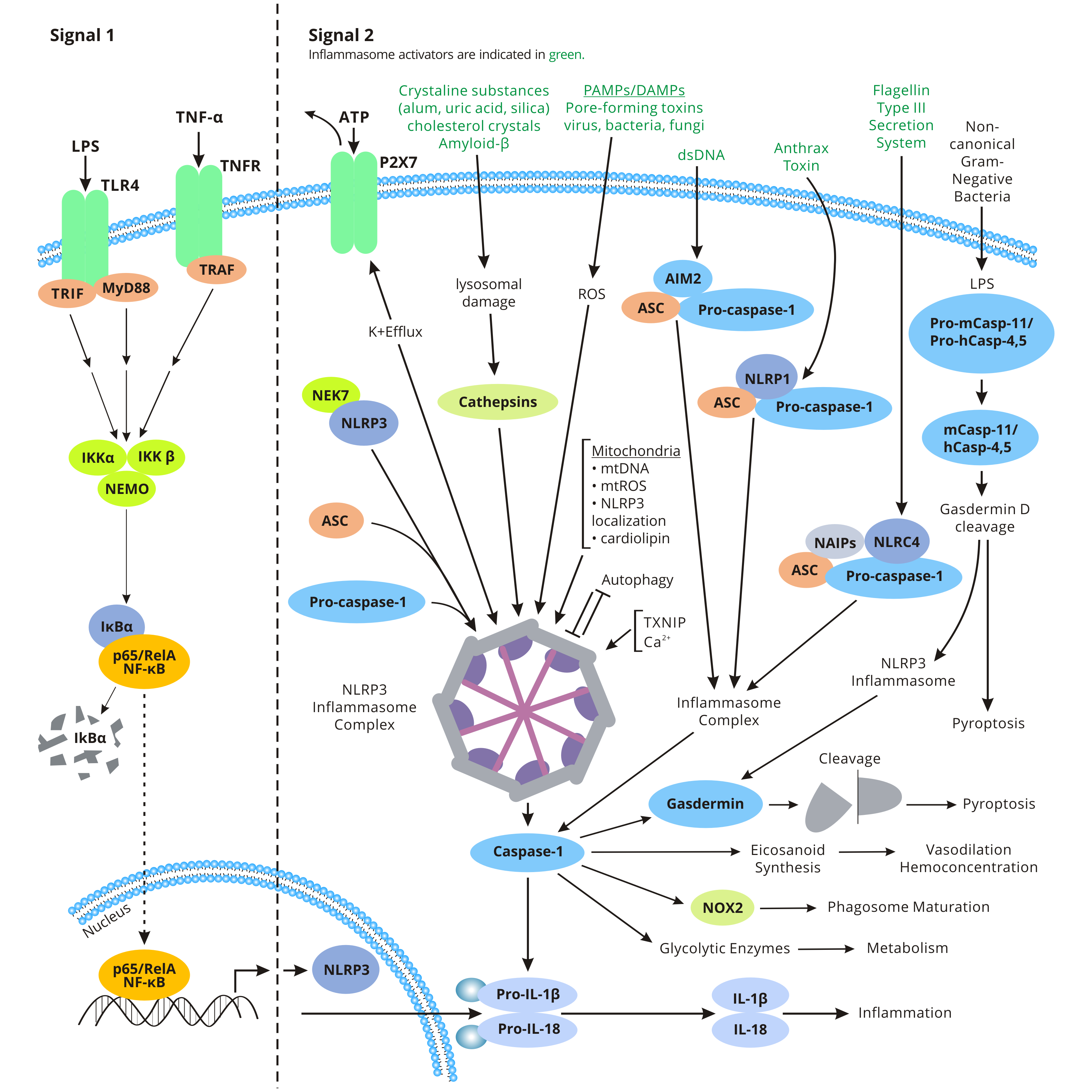 Inflammasome Signaling Pathway