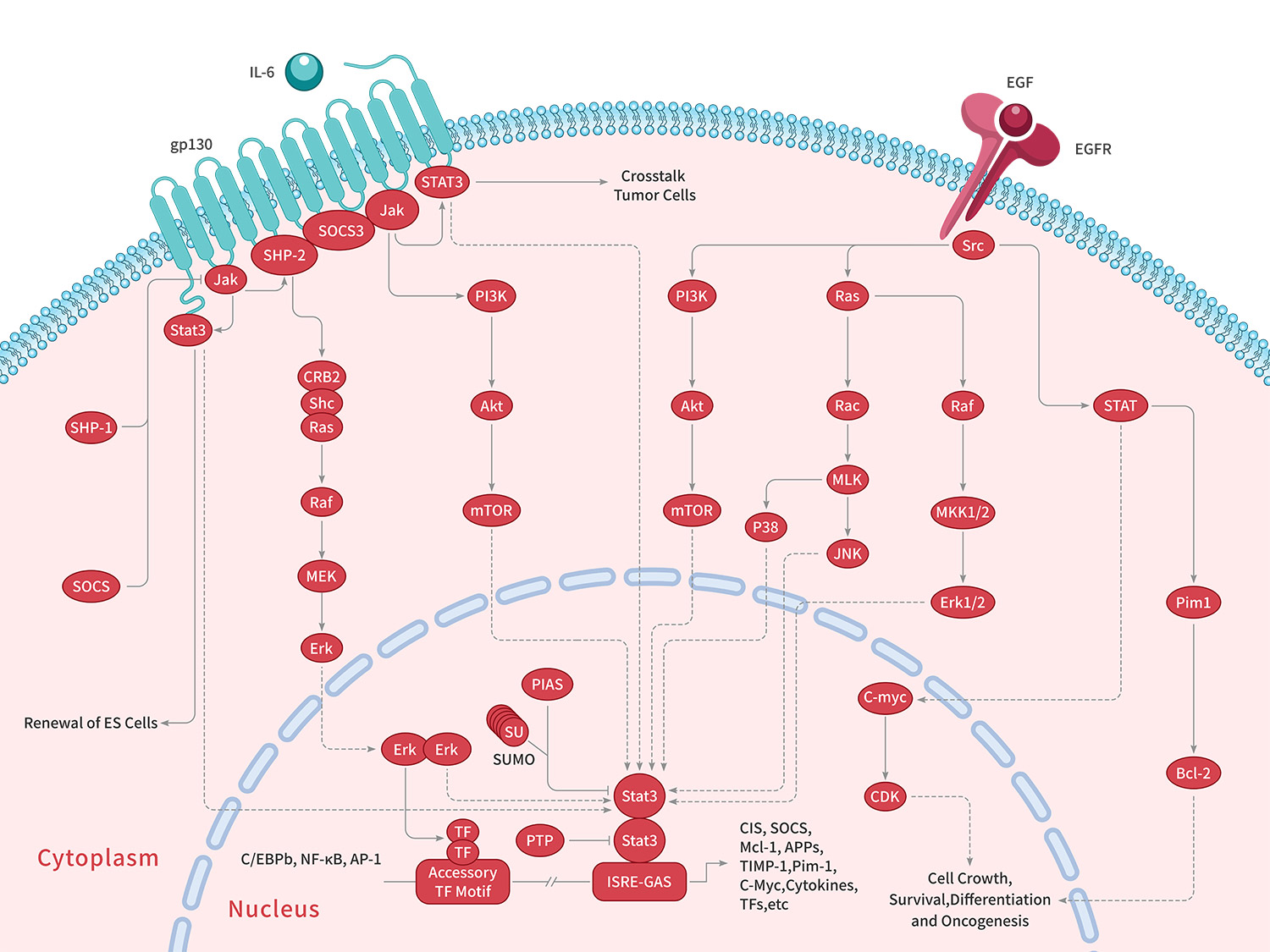 JAK‑STAT Signaling Pathway