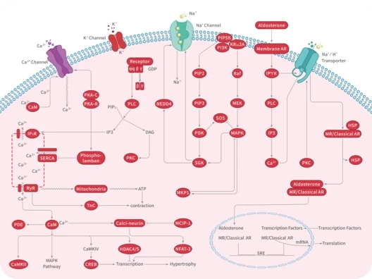 MAPK Signaling Pathway