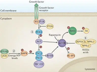 mTOR signaling pathway