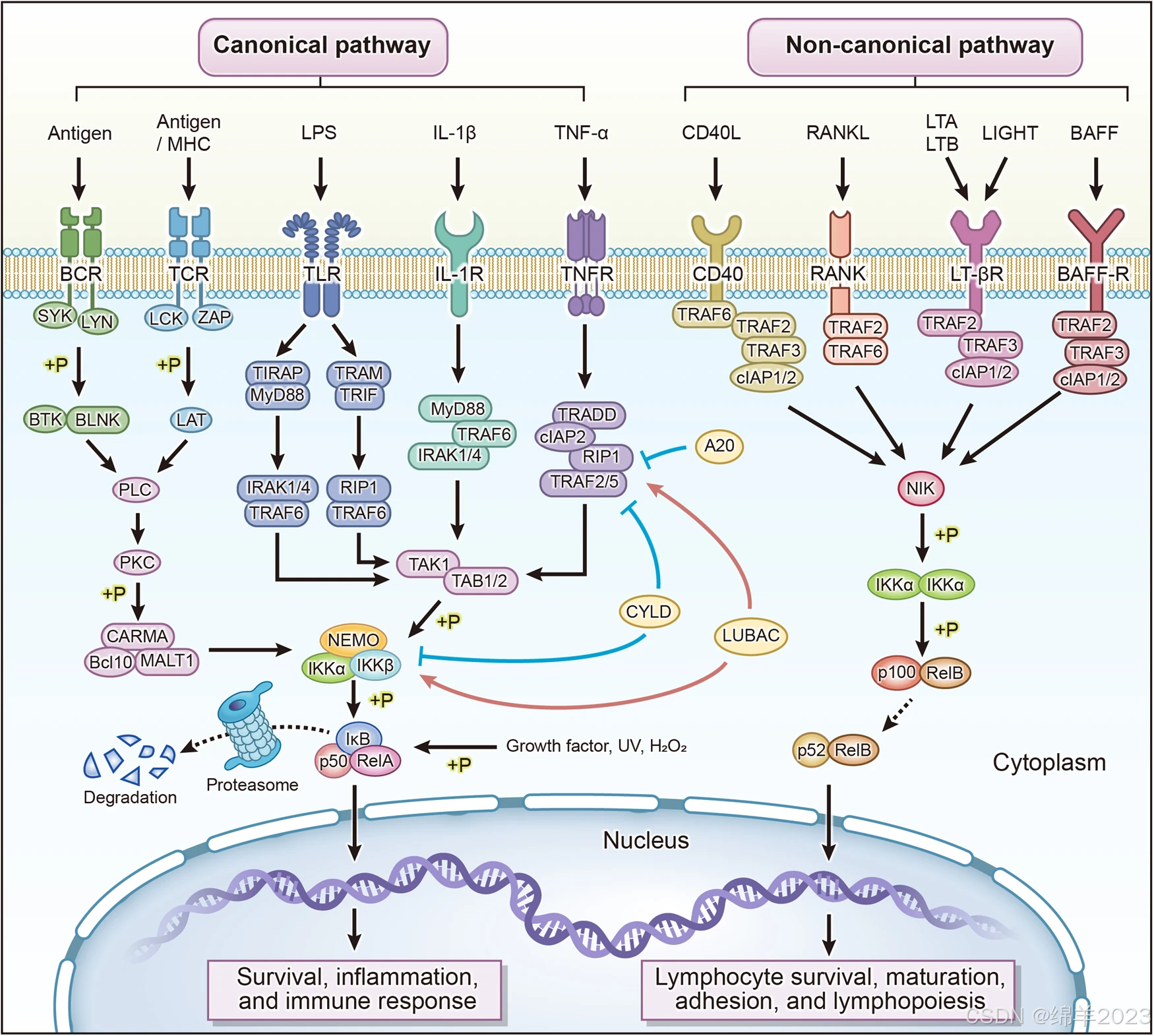 NF-kappa B signaling pathway