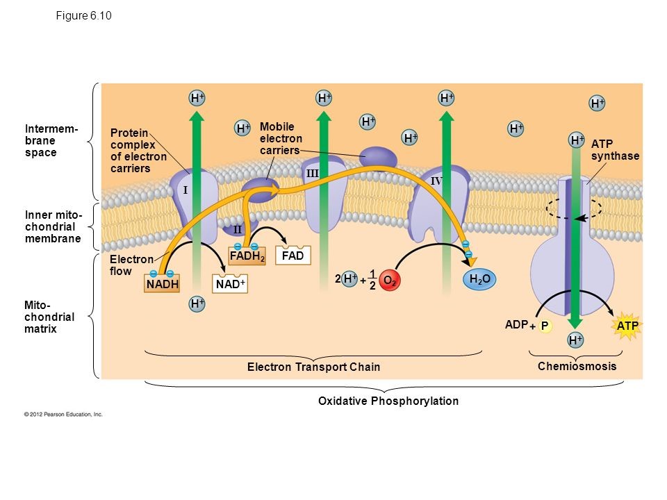 Oxidative Phosphorylation