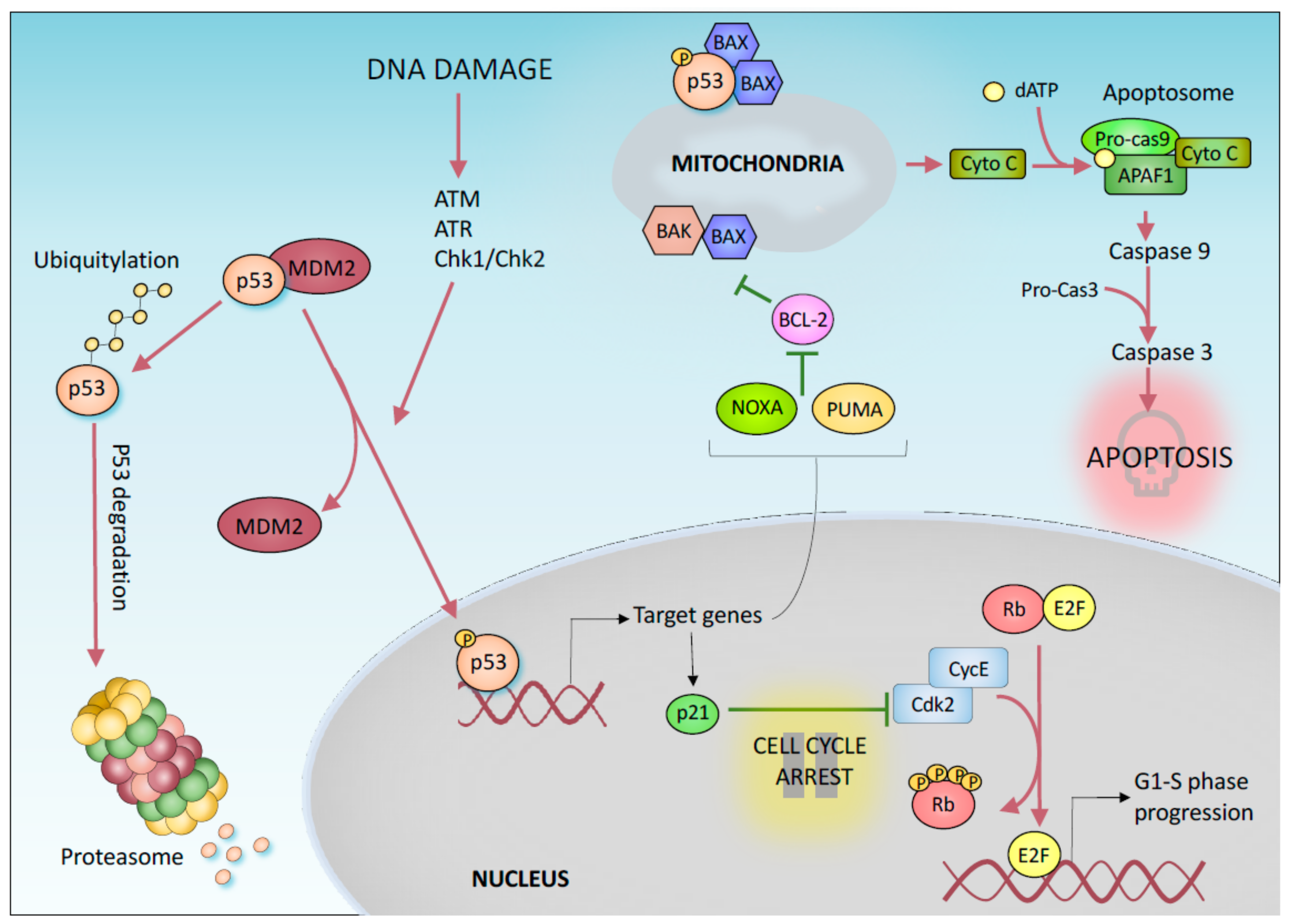 p53 signaling pathway