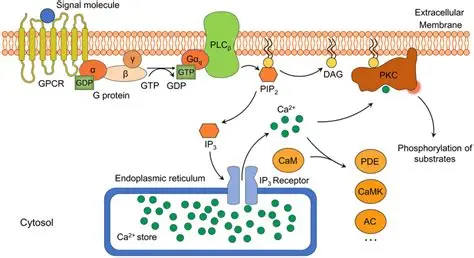 Phosphatidylinositol Signaling System
