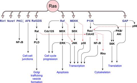 Research diagram