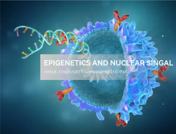Epigenetics and Nuclear Signal
