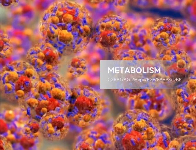 Metabolism