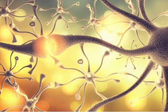Neuroscience Image Neuroscience Image